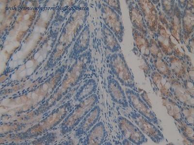 MyBioSource MBS2028572 image 3