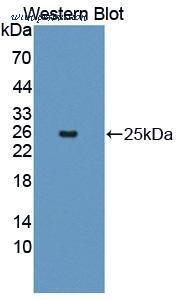 MyBioSource MBS2028633 image 1