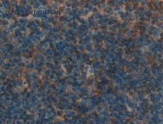 MyBioSource MBS2028633 image 2