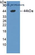 MyBioSource MBS2028688 image 1