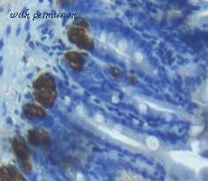 MyBioSource MBS2028688 image 2