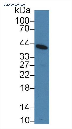 MyBioSource MBS2028718 image 1