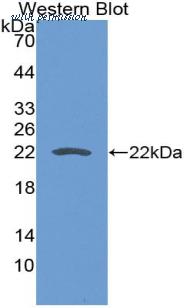 MyBioSource MBS2028718 image 2