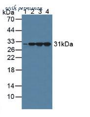 MyBioSource MBS2028731 image 1