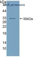 MyBioSource MBS2028731 image 2