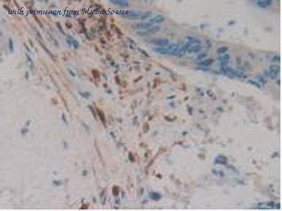 MyBioSource MBS2028731 image 3