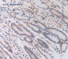 MyBioSource MBS2028735 image 2
