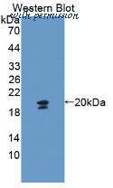 MyBioSource MBS2028745 image 1