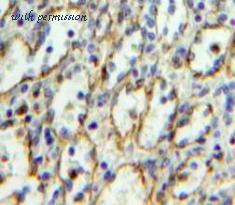 MyBioSource MBS2028745 image 2