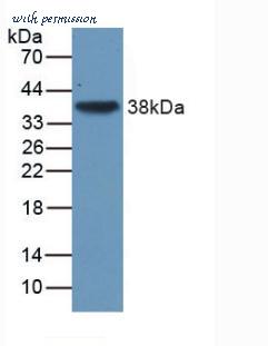 MyBioSource MBS2032042 image 2