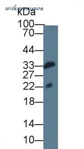 MyBioSource MBS2032063 image 1