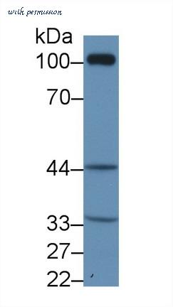 MyBioSource MBS2032166 image 1