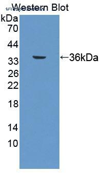 MyBioSource MBS2032166 image 2
