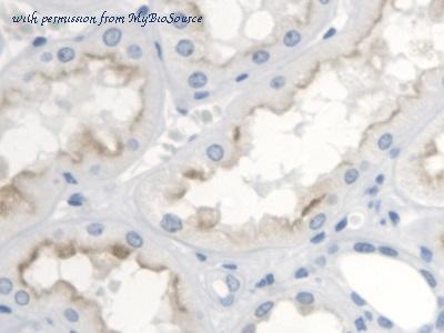 MyBioSource MBS2032166 image 3
