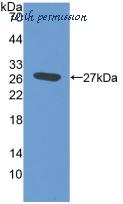 MyBioSource MBS2032169 image 1
