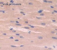 MyBioSource MBS2032169 image 2