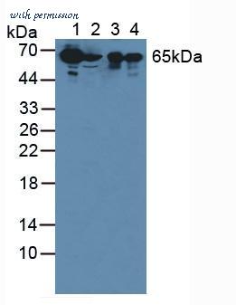 MyBioSource MBS2032213 image 1