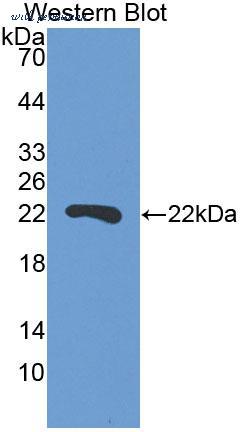 MyBioSource MBS2032213 image 2