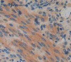 MyBioSource MBS2032213 image 3