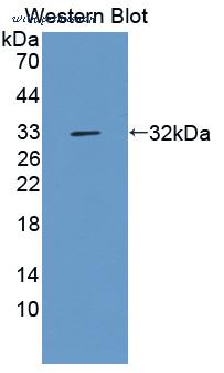 MyBioSource MBS2032540 image 1