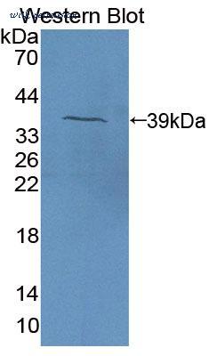 MyBioSource MBS2032686 image 1