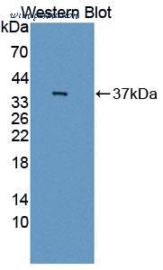 MyBioSource MBS2032759 image 1