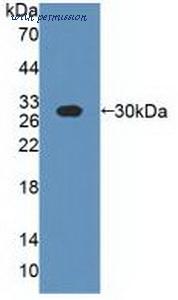 MyBioSource MBS2033792 image 1