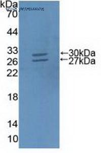MyBioSource MBS2033842 image 1