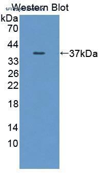 MyBioSource MBS2033864 image 2