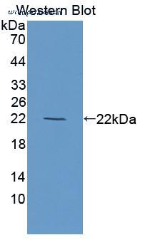 MyBioSource MBS2033915 image 1