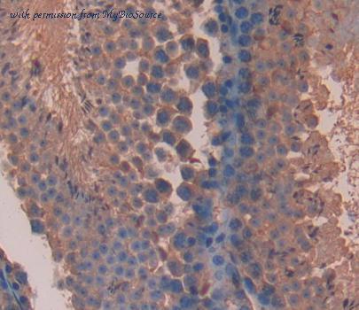MyBioSource MBS2033915 image 2