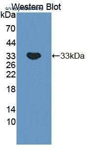 MyBioSource MBS2033933 image 2