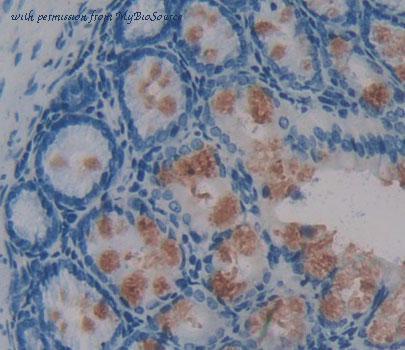MyBioSource MBS2033933 image 3