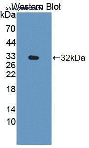 MyBioSource MBS2033947 image 1