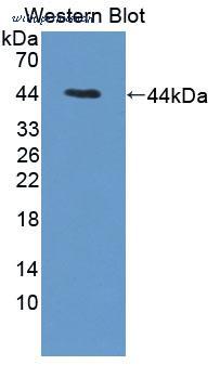 MyBioSource MBS2034063 image 1