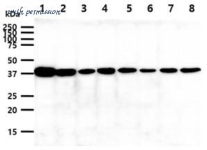 MyBioSource MBS206589 image 1