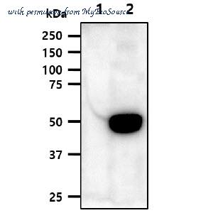 MyBioSource MBS206623 image 1