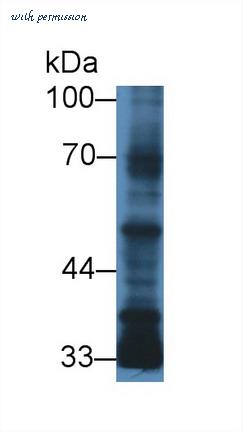 MyBioSource MBS2085915 image 1