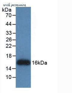 MyBioSource MBS2085949 image 2