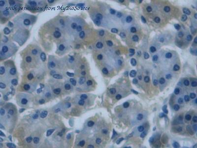 MyBioSource MBS2085949 image 3