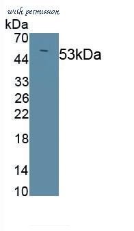 MyBioSource MBS2090489 image 1
