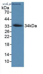 MyBioSource MBS2090607 image 2