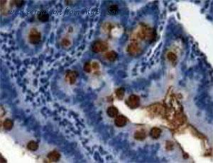 MyBioSource MBS2111237 image 2