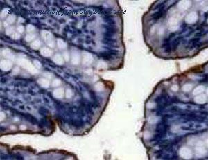 MyBioSource MBS2111237 image 3