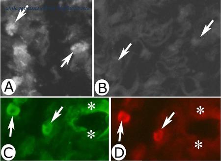 MyBioSource MBS213959 image 1
