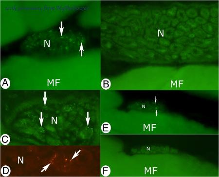MyBioSource MBS213959 image 2