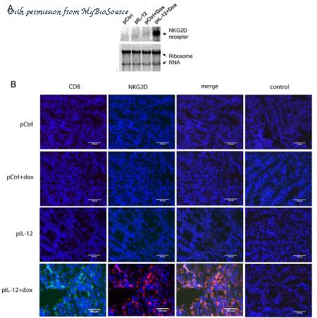 MyBioSource MBS214794 image 1