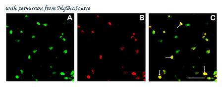 MyBioSource MBS216587 image 1