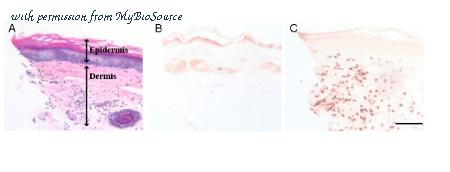 MyBioSource MBS216587 image 2