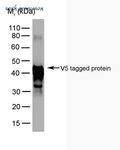 MyBioSource MBS219362 image 1